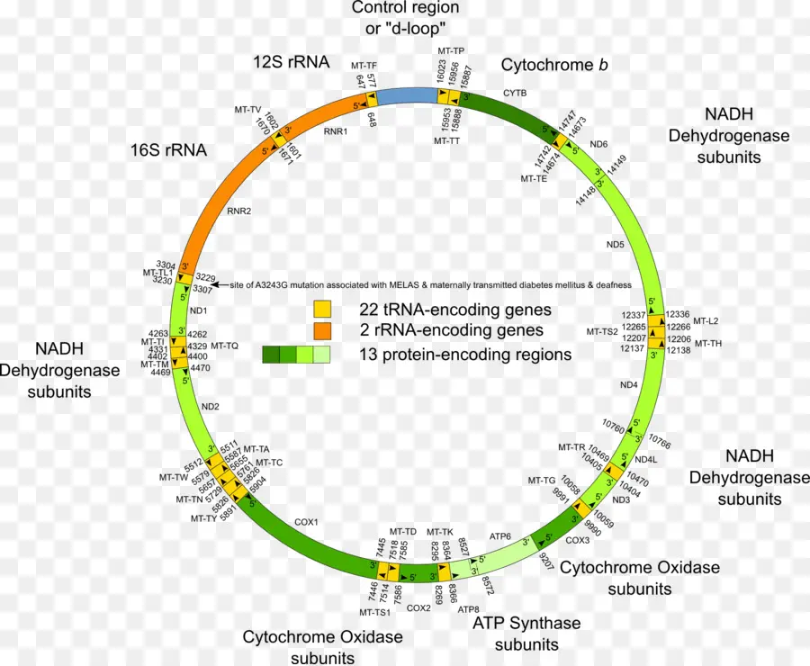 Adn Mitochondrial，Génétique PNG