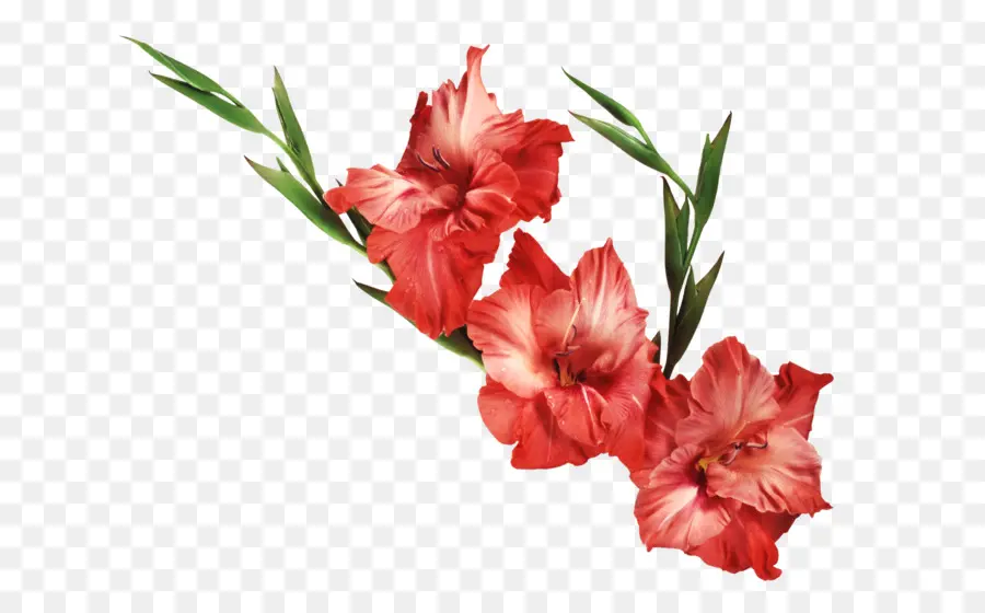 Fleurs，Rouge PNG