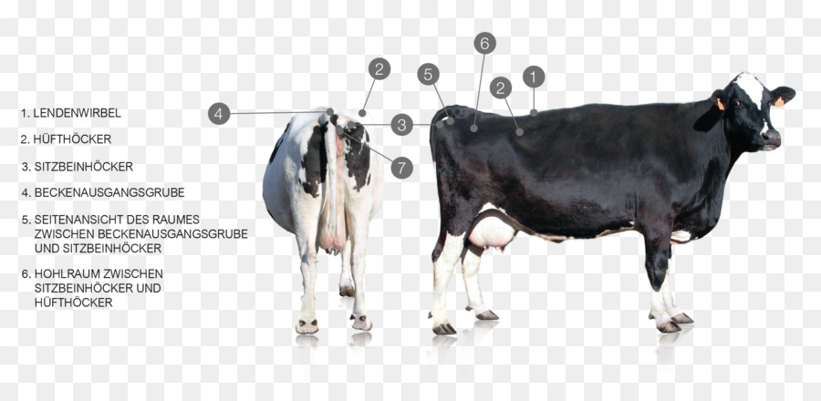 Vache，Diagramme PNG