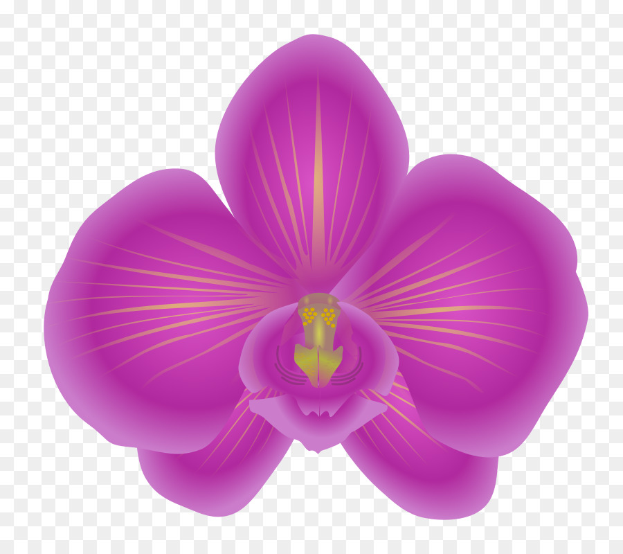 Orchidée，Rose PNG