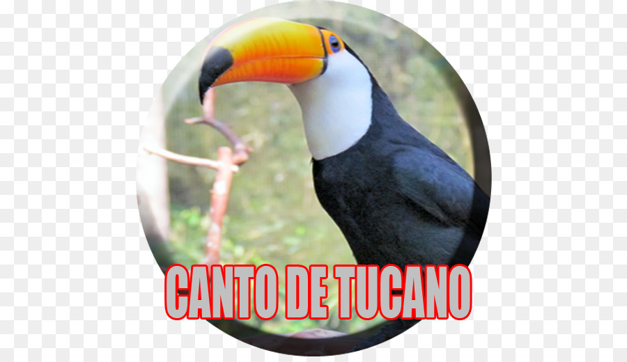 Le Toucan，La Publicité PNG