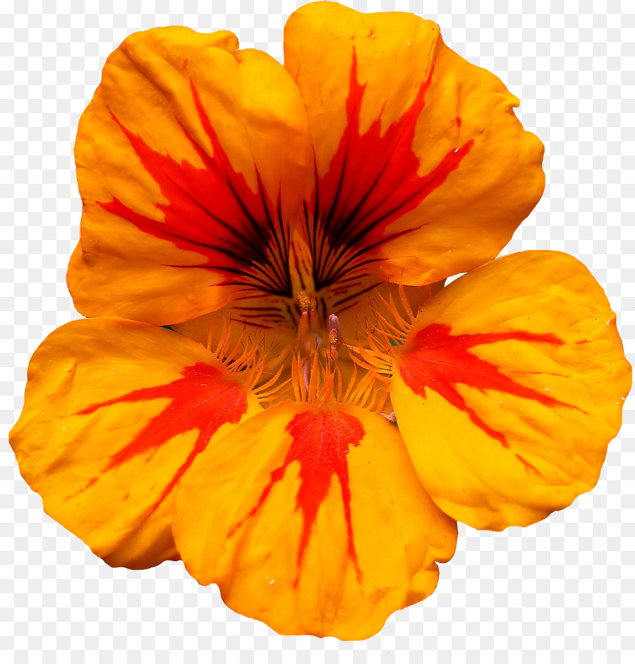 Tropaeolum Plus，Rouge PNG