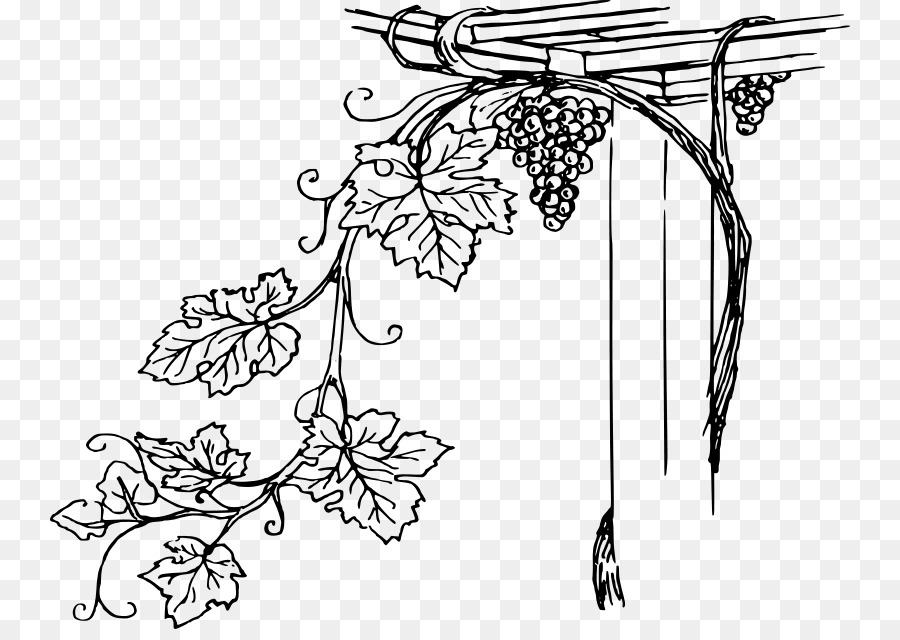 Vigne，Feuilles PNG