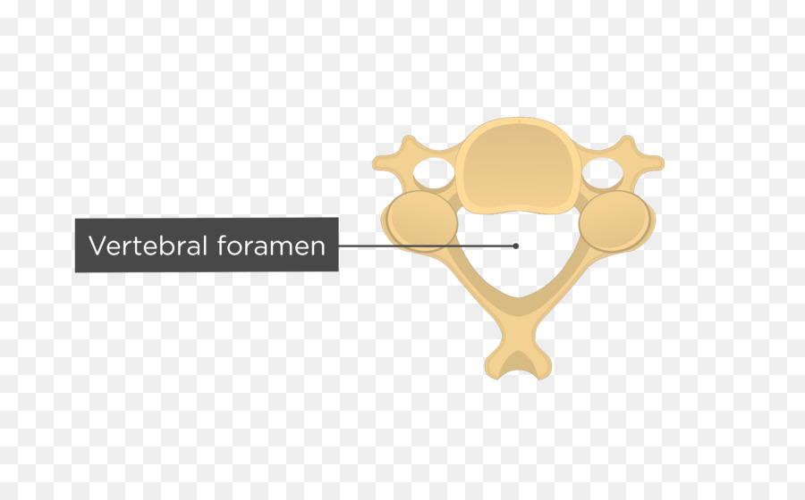 Colonne Vertébrale，Le Foramen Vertébral PNG