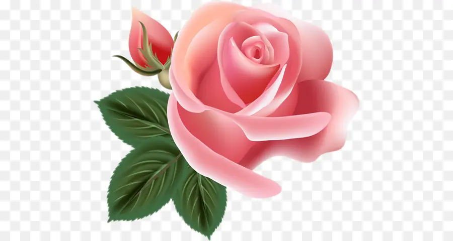 Rose，Roses De Jardin PNG