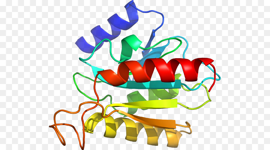 Structure Des Protéines，Molécule PNG