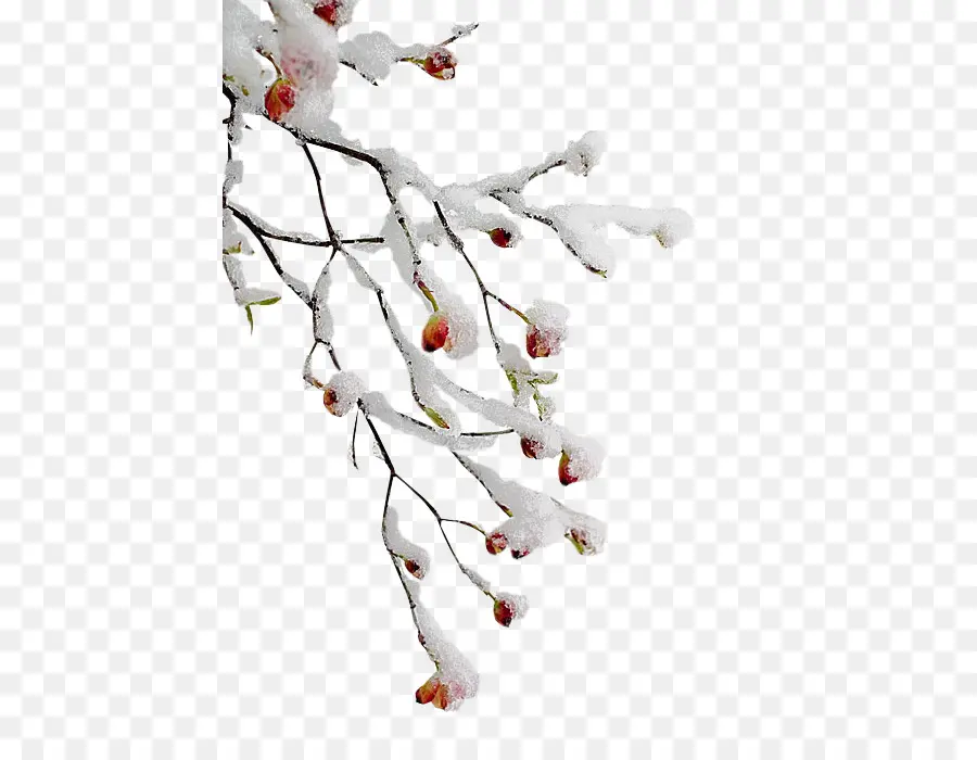 Branche Enneigée，Hiver PNG