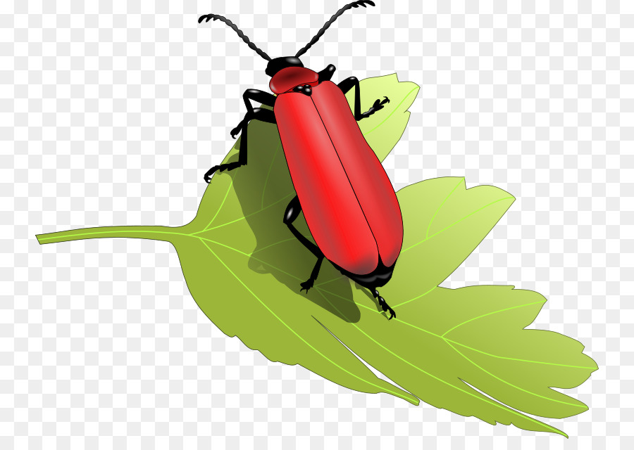 Coléoptère Rouge Sur Feuille，Insecte PNG