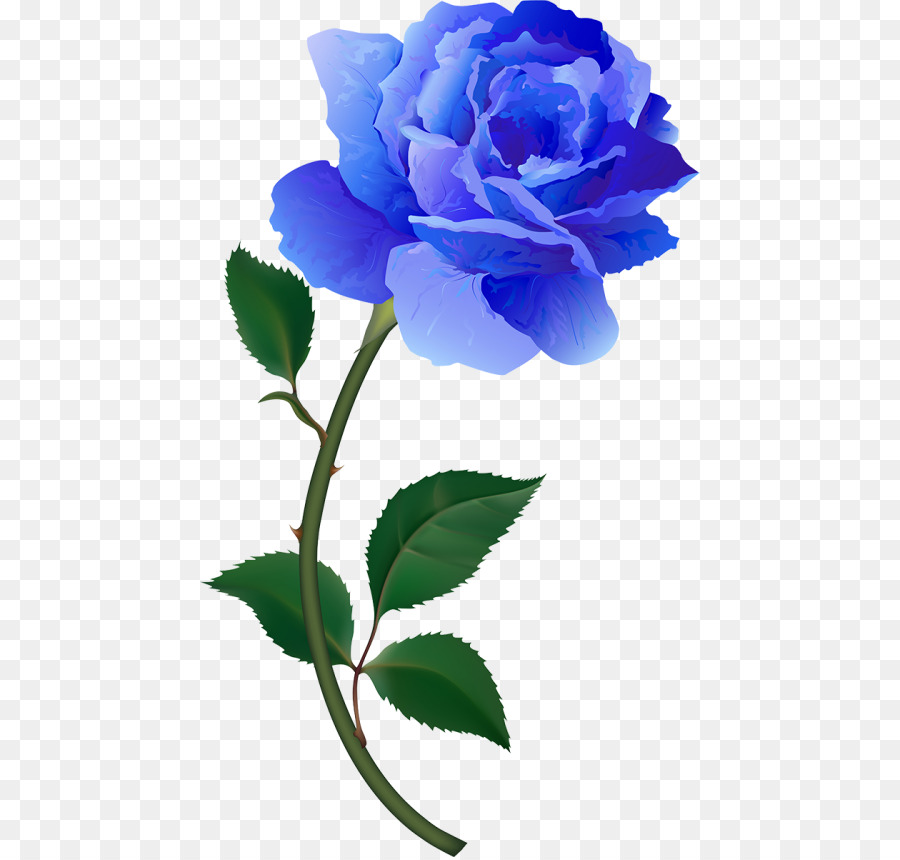 Roses De Jardin，Rose Bleue PNG