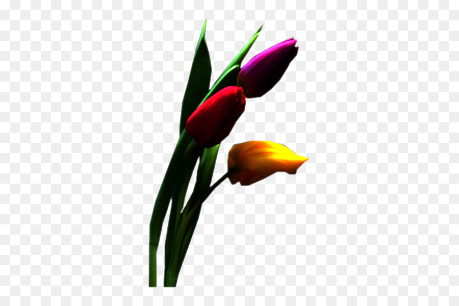 Tulipe Violette，Tige PNG