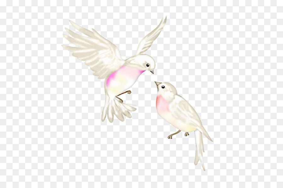 Oiseaux Blancs，Vol PNG