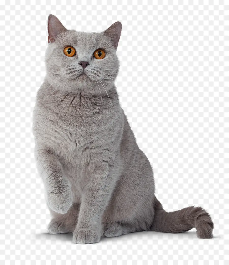 Le British Shorthair，Chat Persan PNG