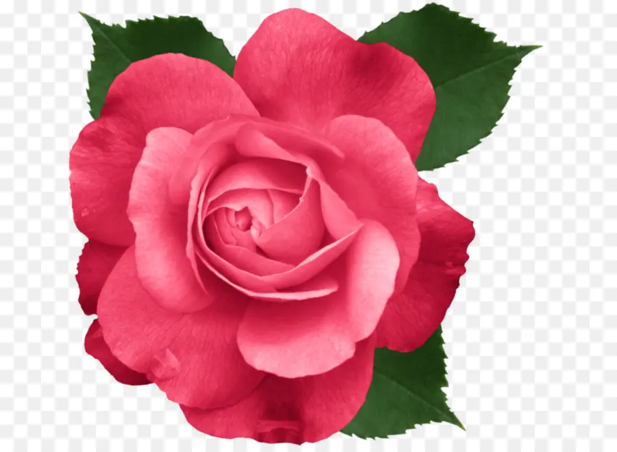 Rose Rouge，Feuilles PNG