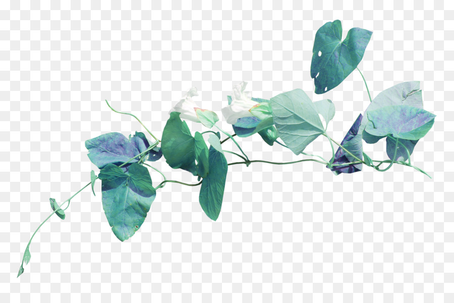 Lierre Vert，Feuilles PNG