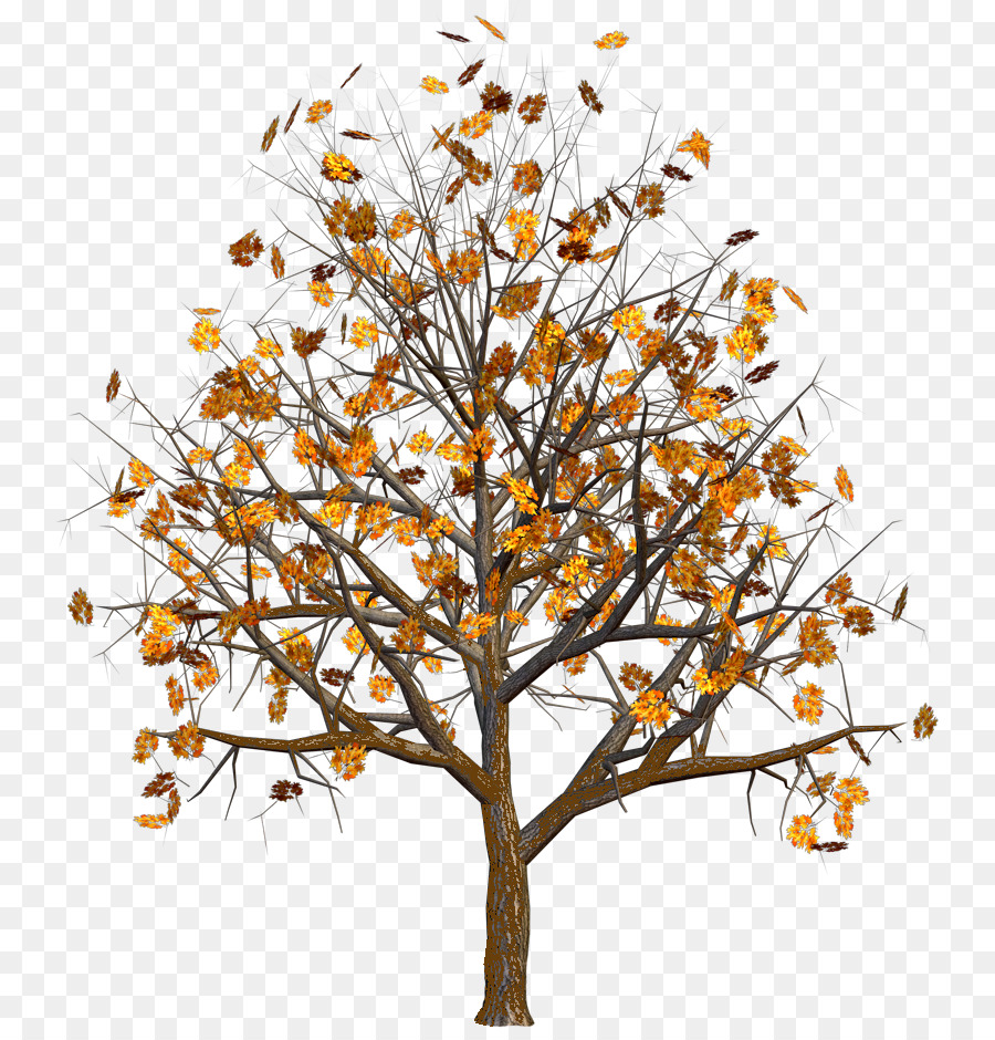 Arbre，Feuilles PNG