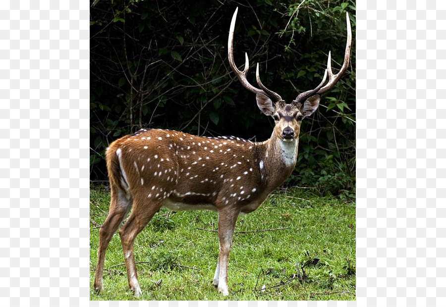 Cerf，Bois PNG