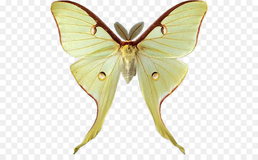 Papillon De Lune，Vert PNG