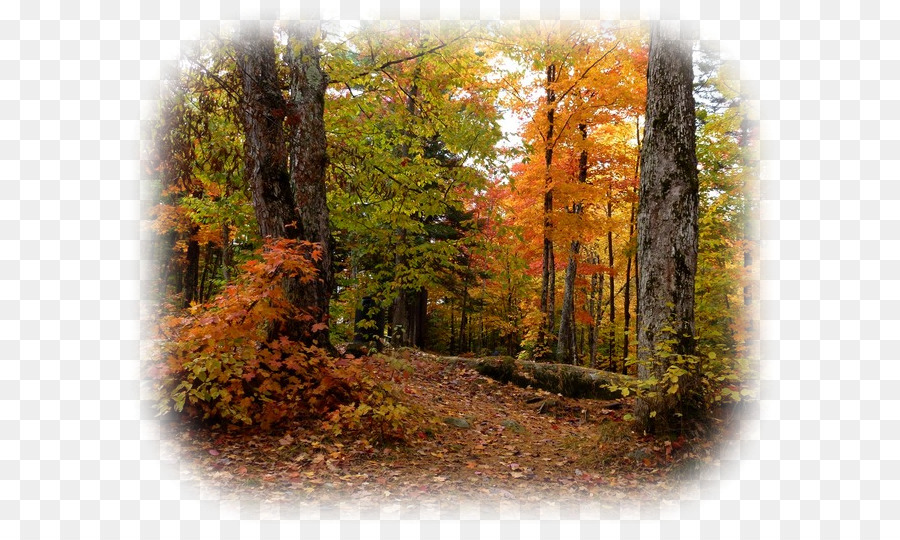 Forêt D'automne，Arbres PNG