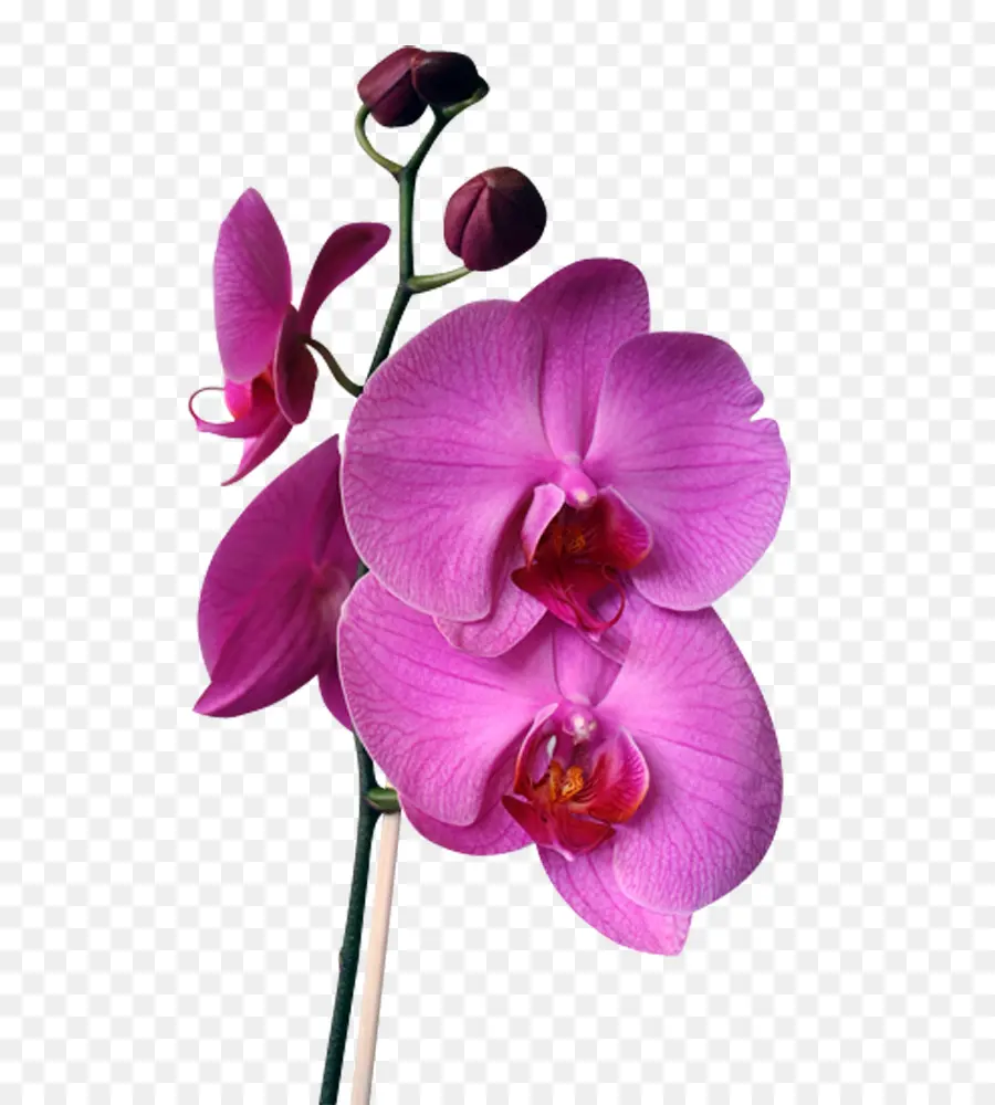 Fleurs D'orchidées，Fleurs PNG