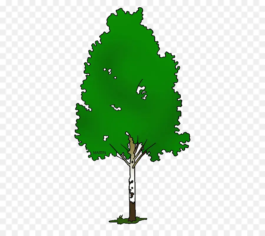 Arbre Vert，Feuilles PNG