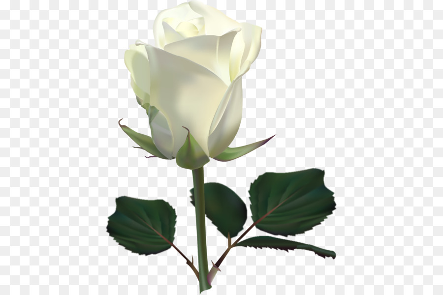 Rose Blanche，Tige PNG