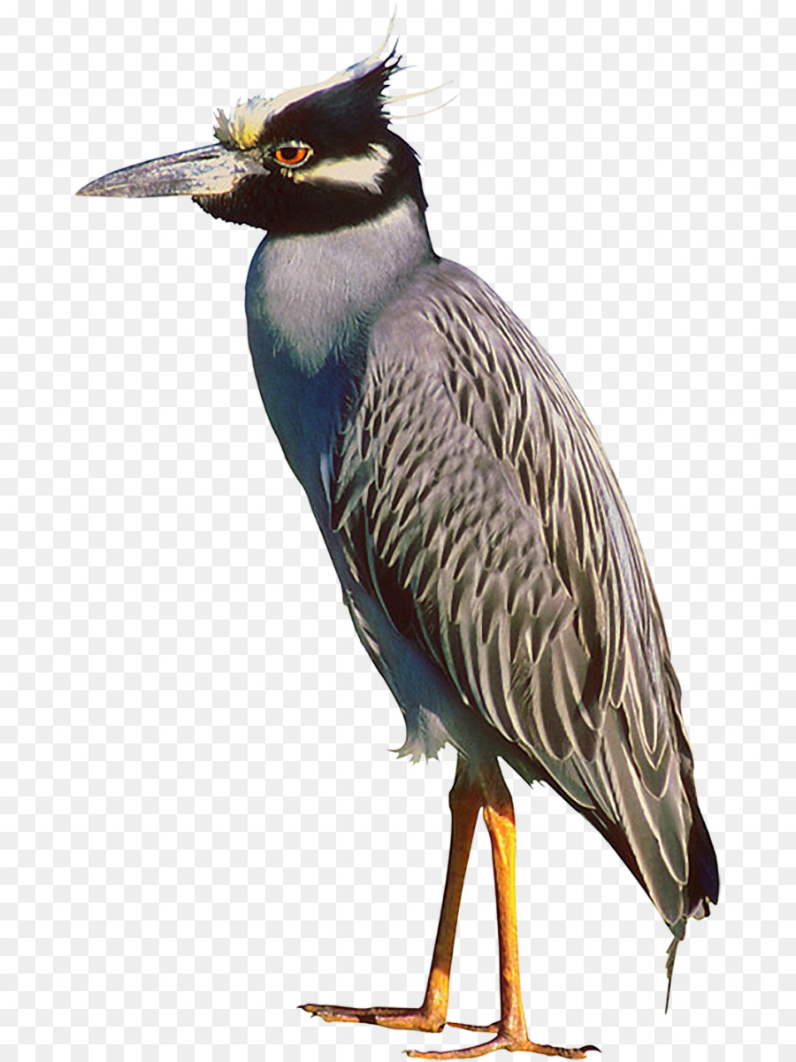 Oiseau，Grue PNG