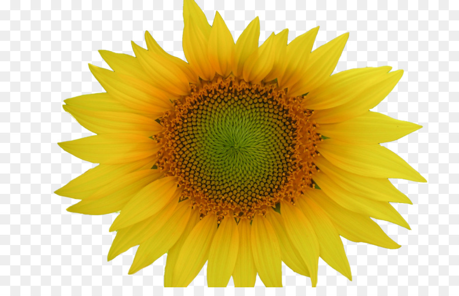 Tournesol Jaune，Fleur PNG