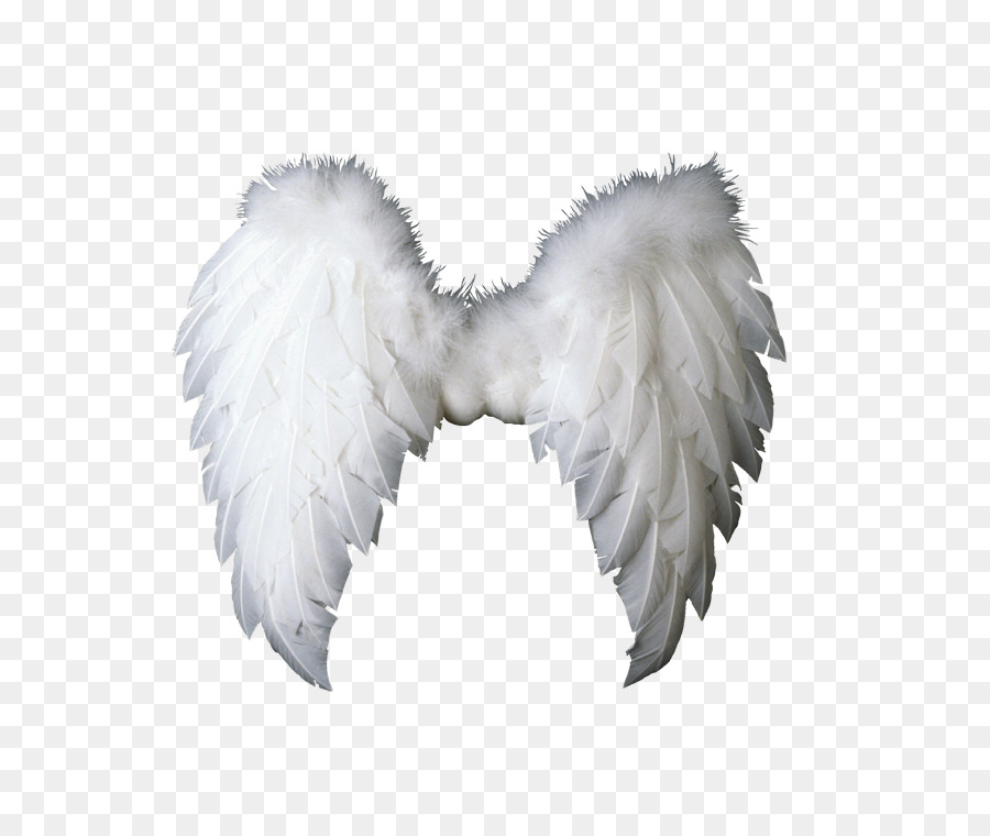 Ailes D'ange，Plumes PNG