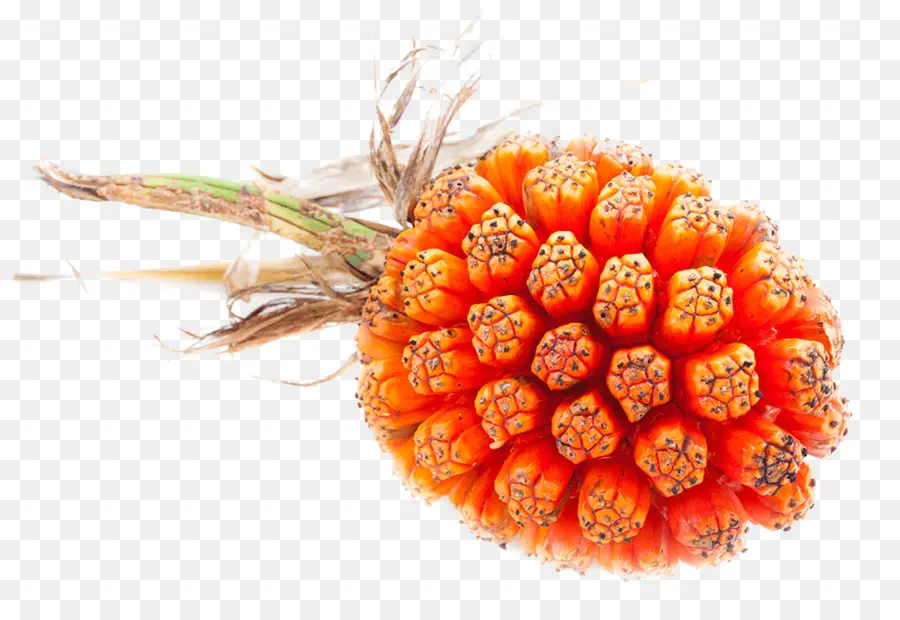 Fruits De Pandanus，Orange PNG