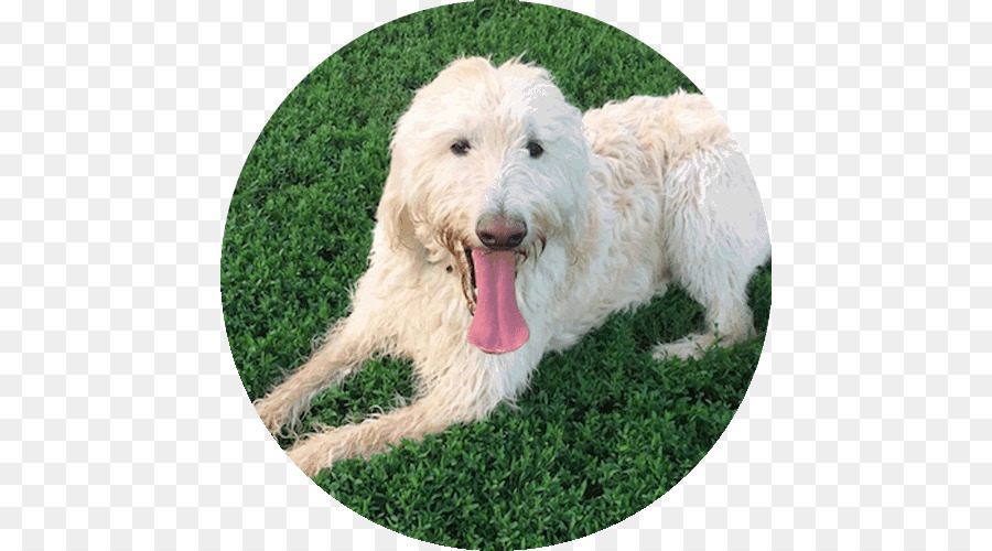 Goldendoodle，Labradoodle PNG