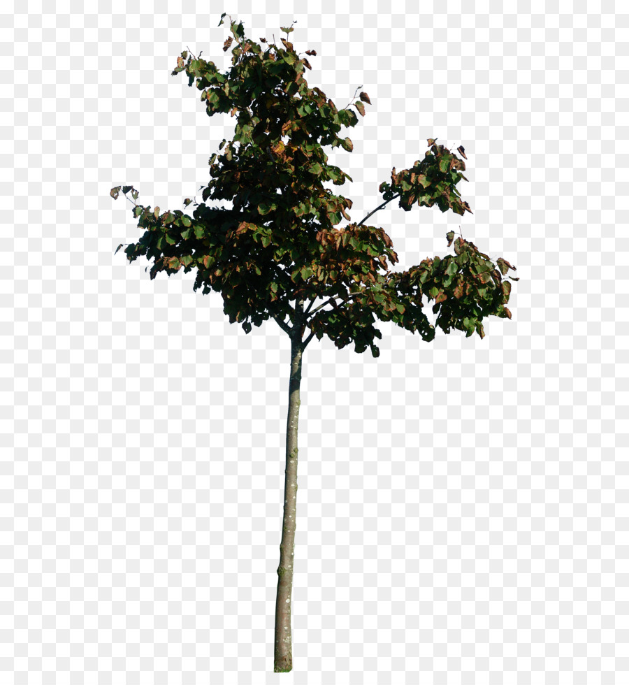 Arbre D'automne，Feuilles PNG