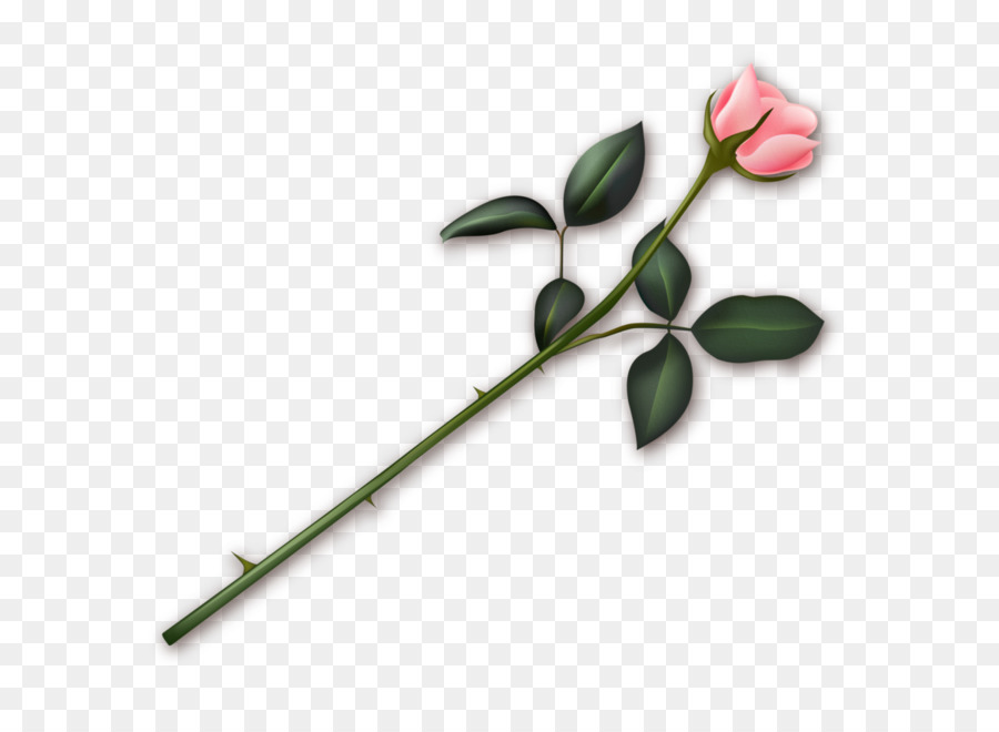 Rose Rouge，Bourgeon PNG