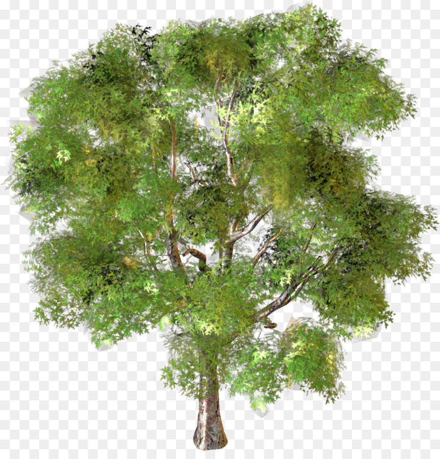 Arbre，Feuilles PNG