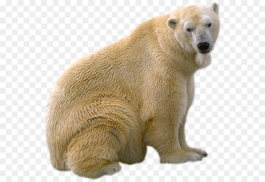 Ours Blanc，Blanc PNG