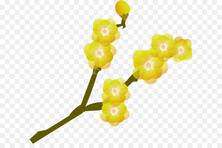 Chimonanthus Précoce，Fleur De Prunier PNG