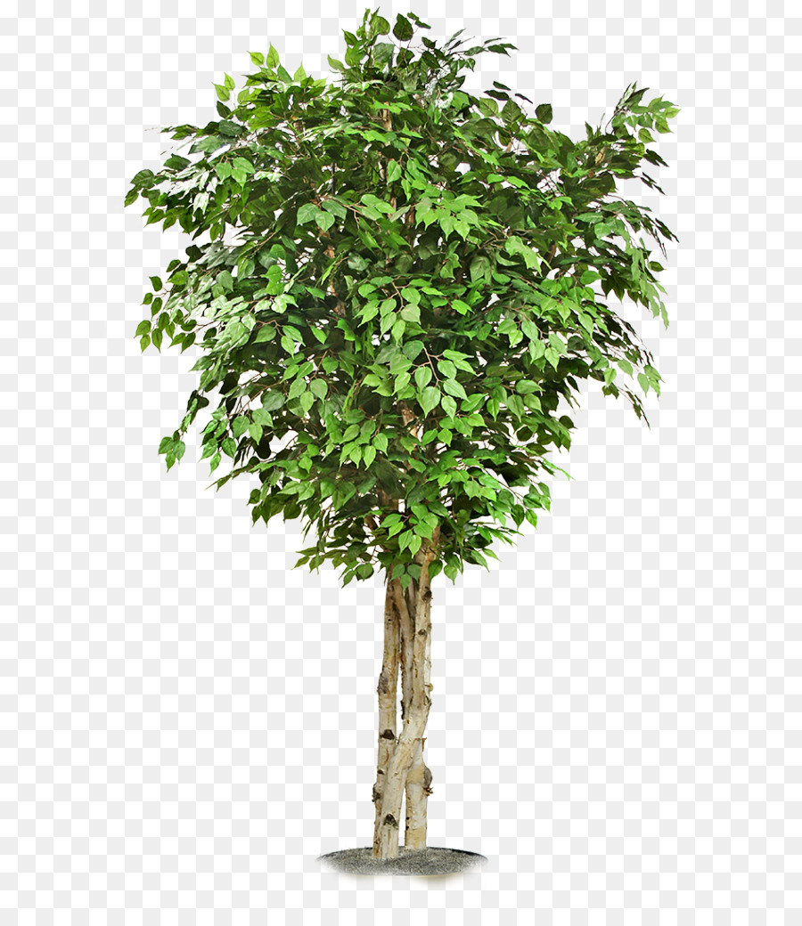 Arbre Vert，Usine PNG