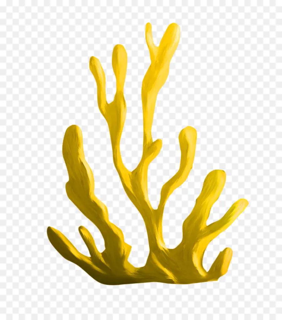 Algues，Corail PNG