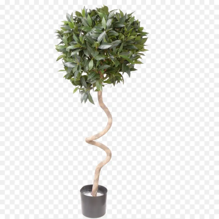 Plante En Pot，Arbre PNG