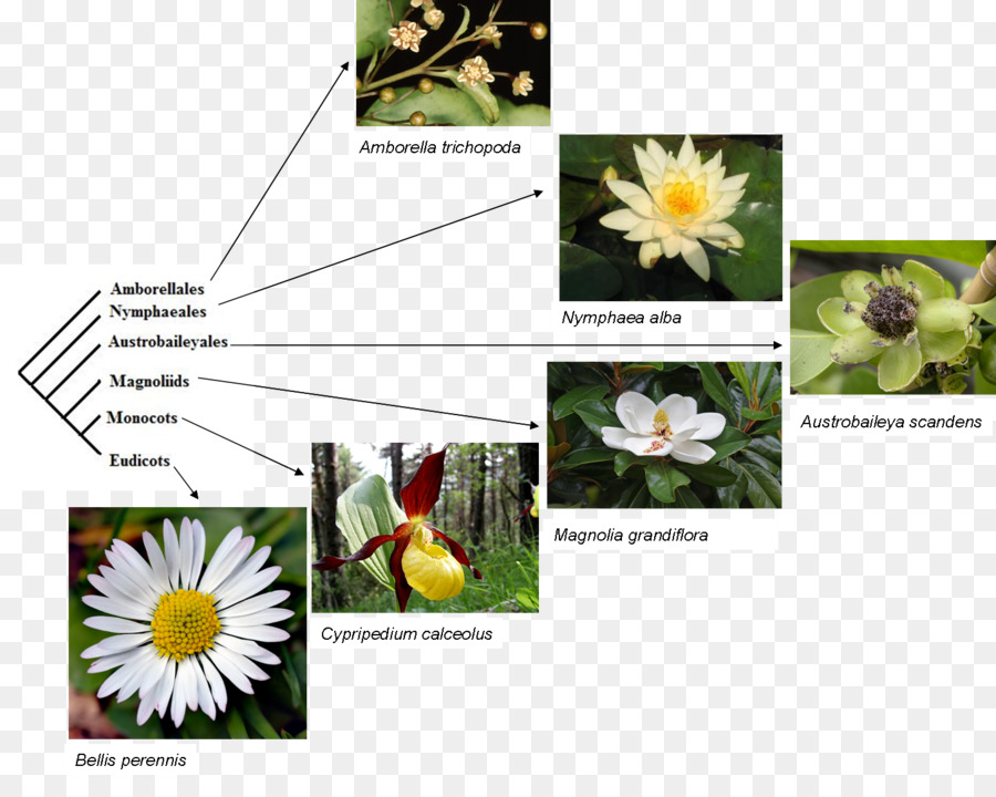 Arbre Phylogénétique，Synapomorphie PNG