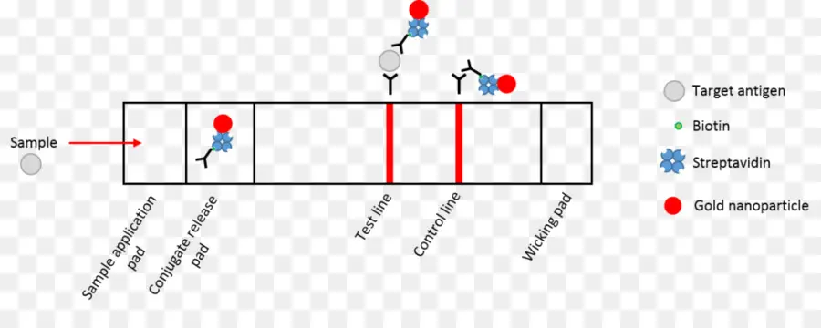 Bandelette De Test，Diagramme PNG