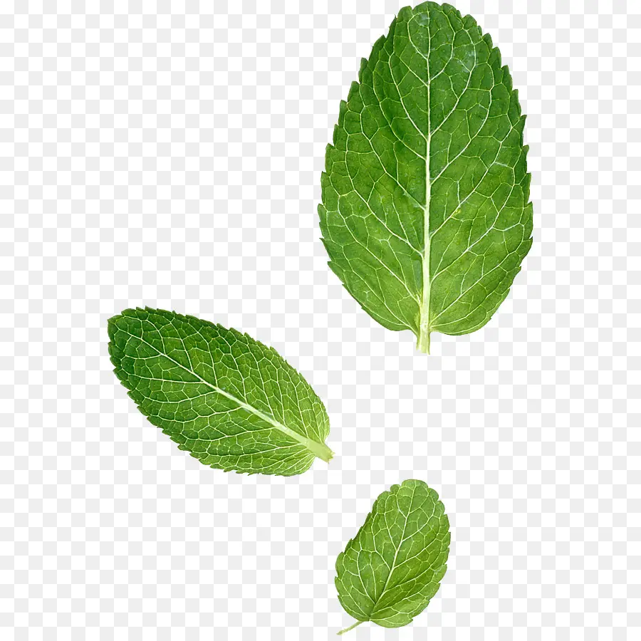 Feuilles De Menthe，Herbe PNG