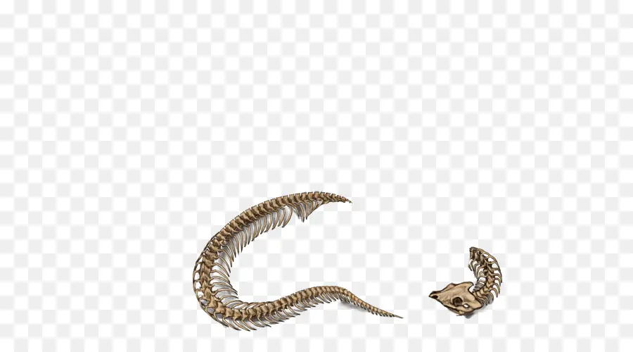 Squelette De Serpent，Os PNG