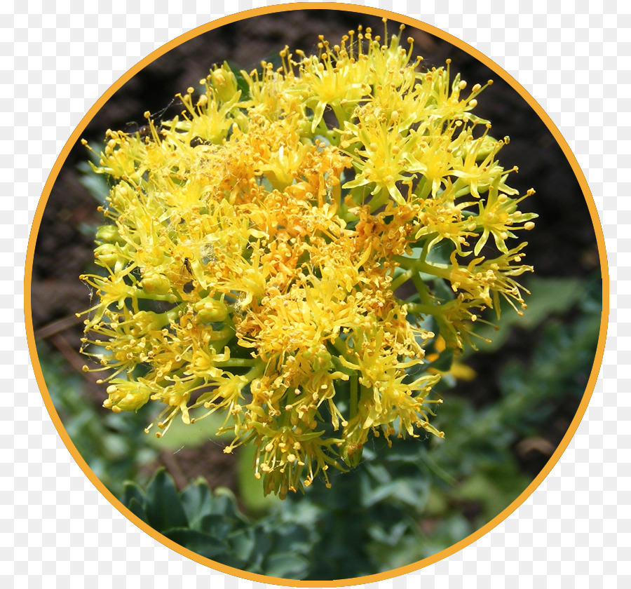 Fleur Jaune，Floraison PNG