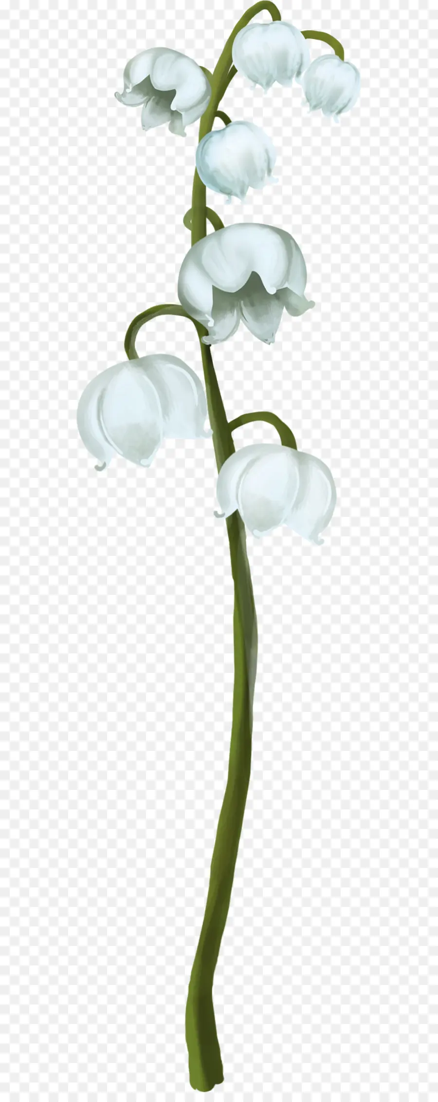 Fleur Blanche，Muguet PNG