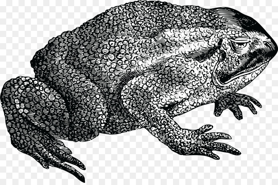 Crapaud，Vrai Grenouille PNG