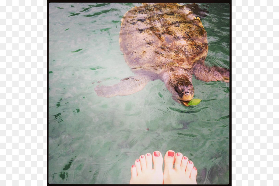 Tortue Caouanne，Emydidae PNG