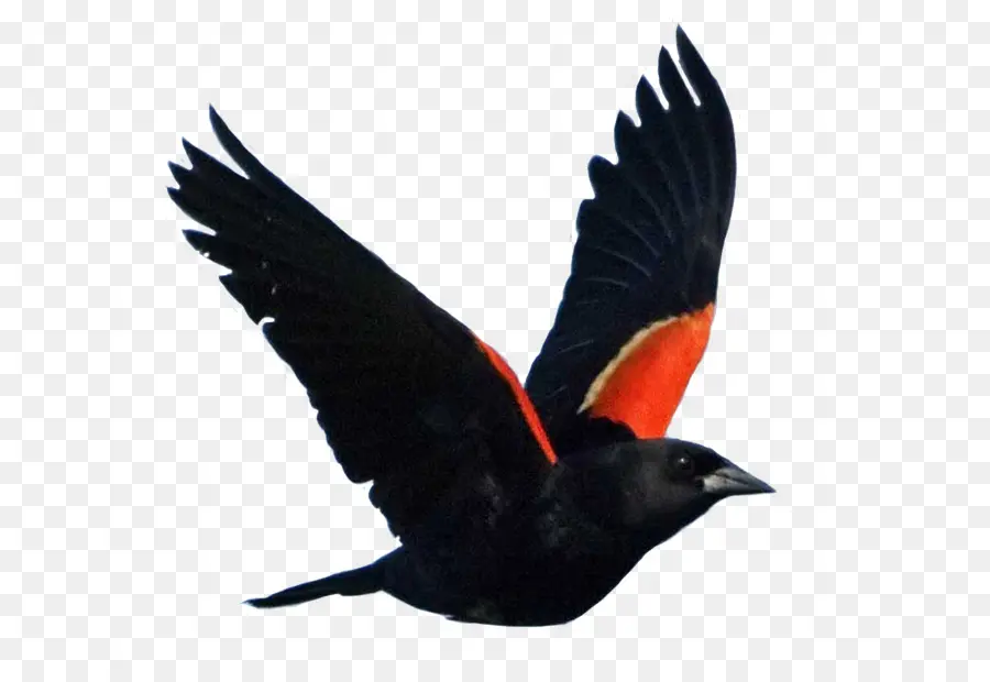 Oiseau，Redwinged Merle PNG