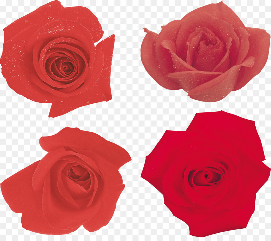 Les Roses De Jardin，Papier PNG