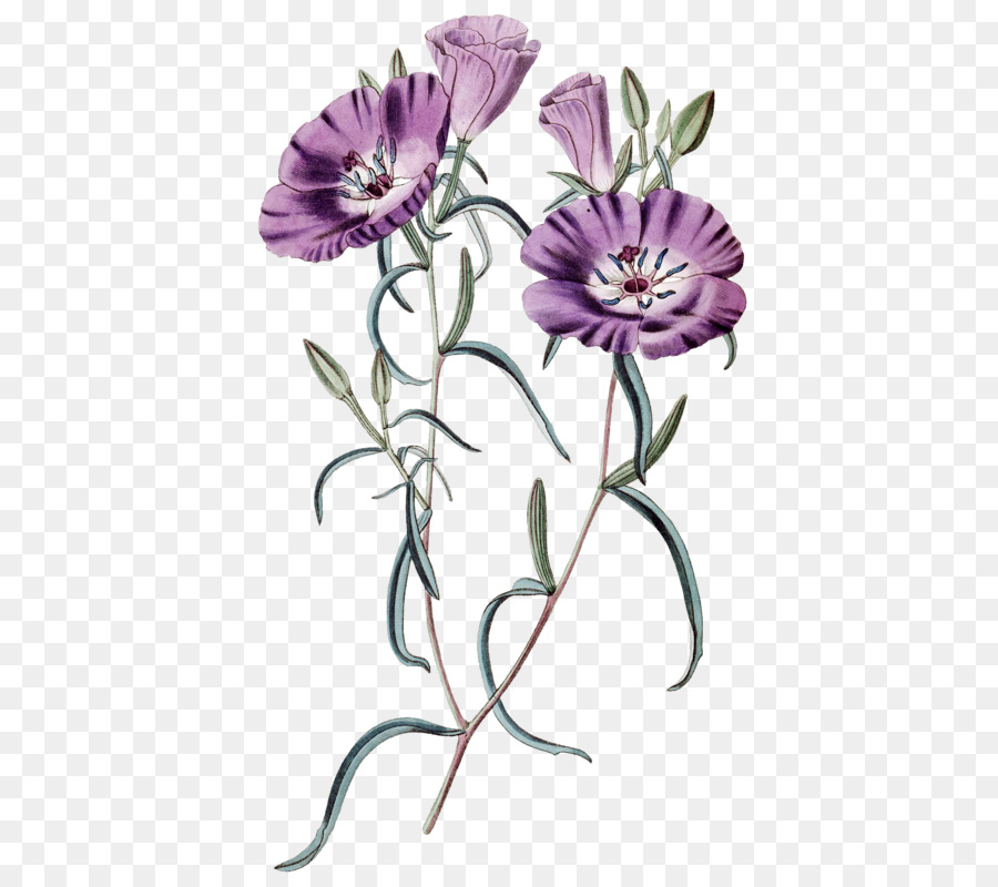 Fleurs Violettes，Tiges Vertes PNG