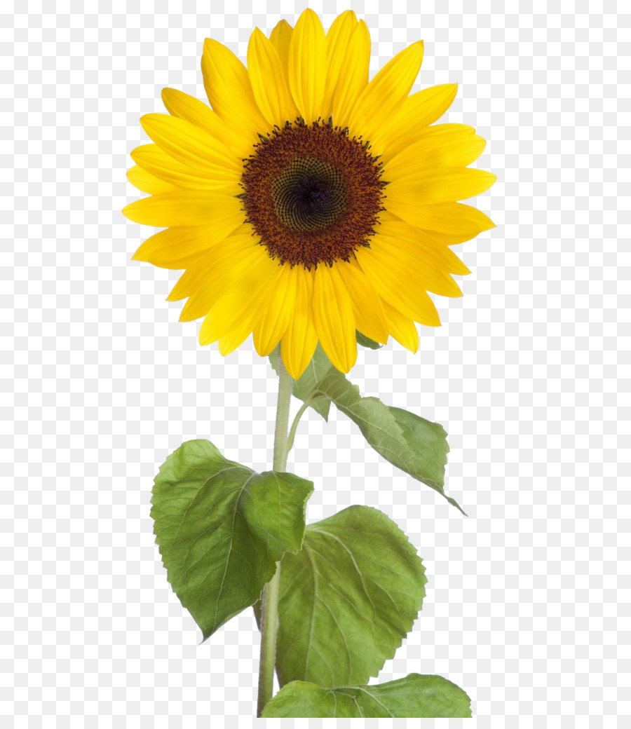 Tournesol，Usine PNG